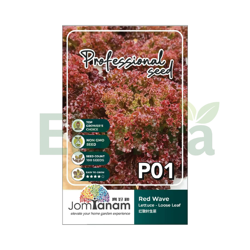 P01 LETTUCE - LOOSE LEAF